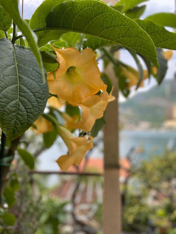 Apartments Vucinovic Tivat Dış mekan fotoğraf